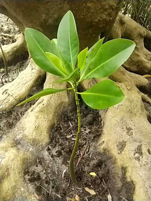 tree image