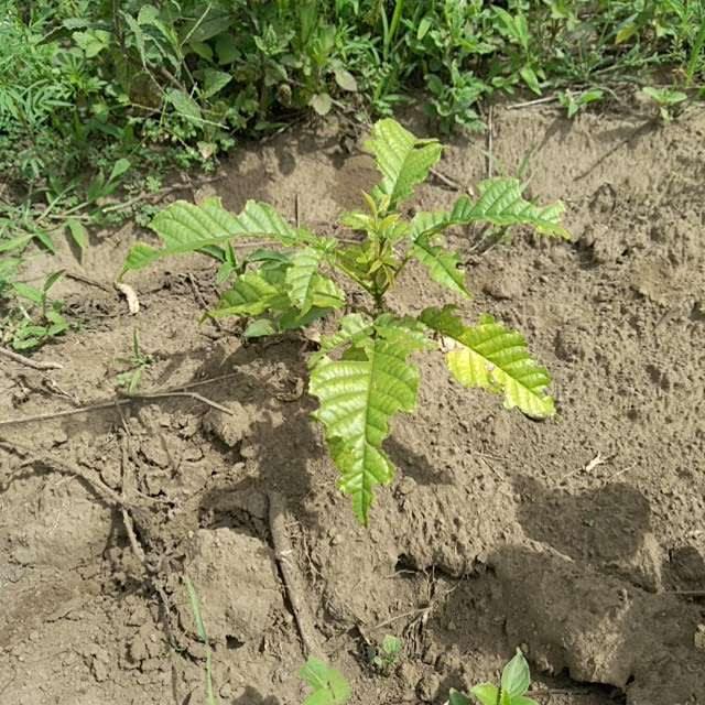 tree image