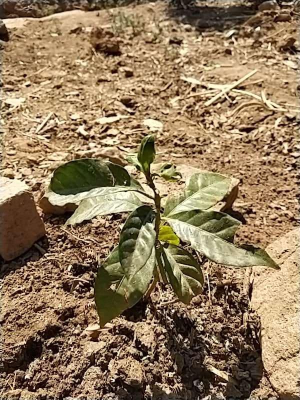 tree image