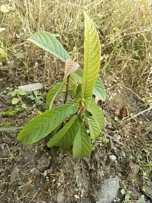 tree image