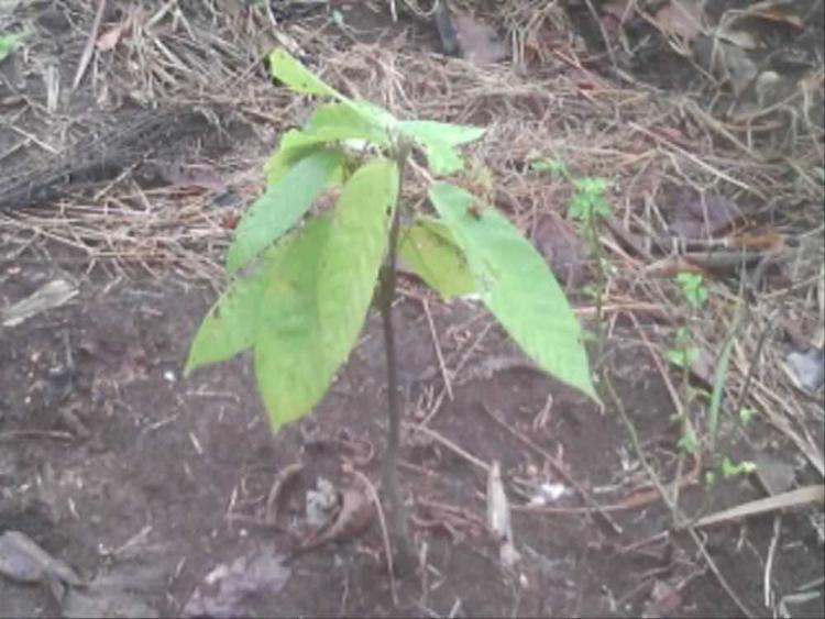 tree image