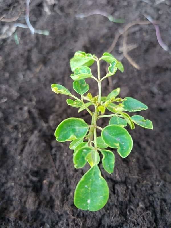 tree image