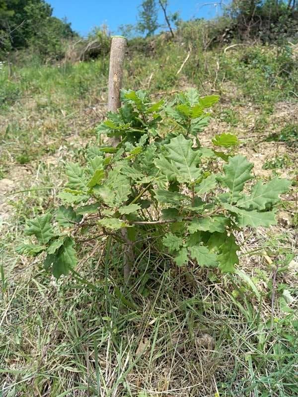 tree image