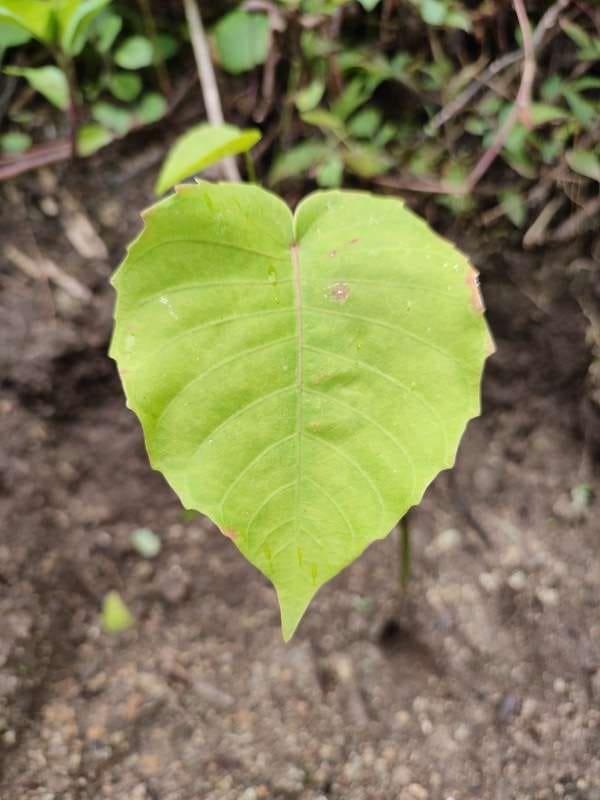 tree image