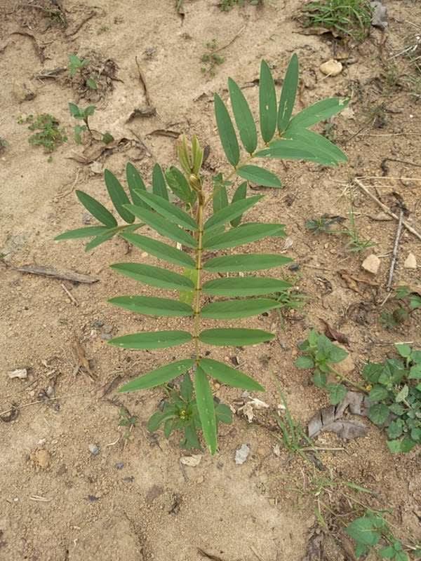 tree image
