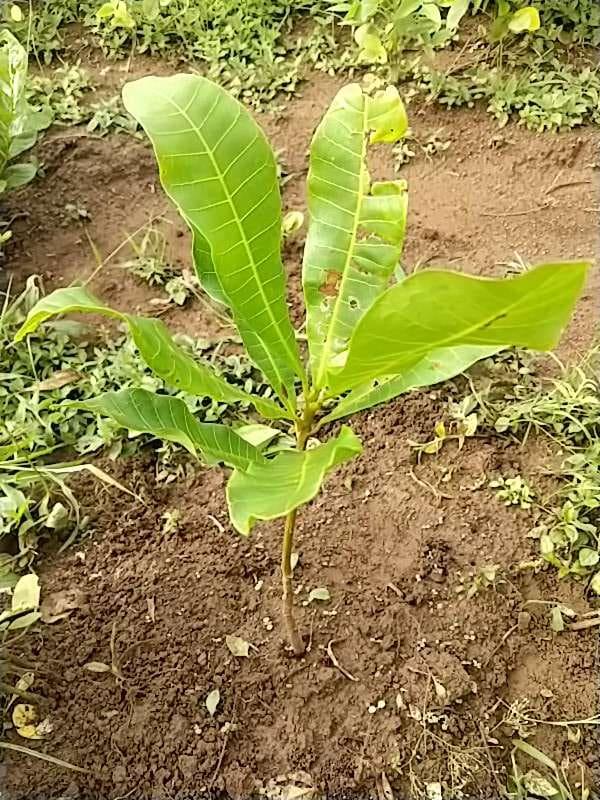 tree image