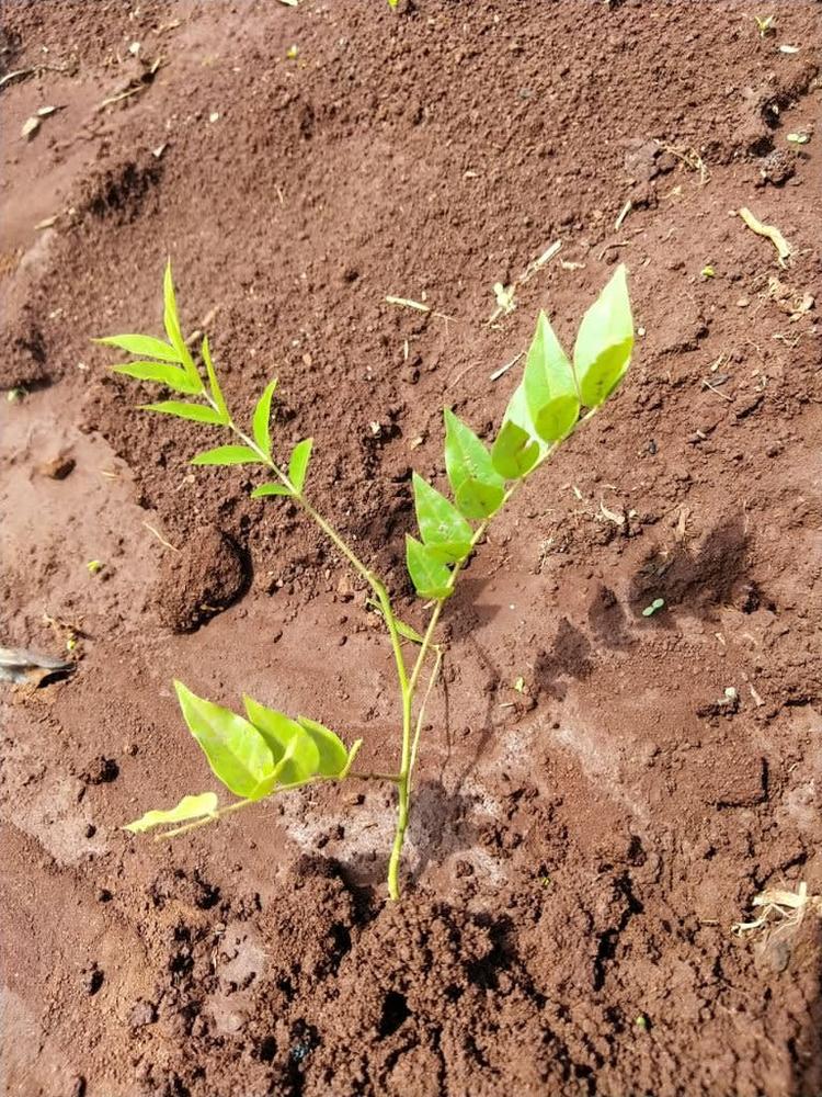 tree image