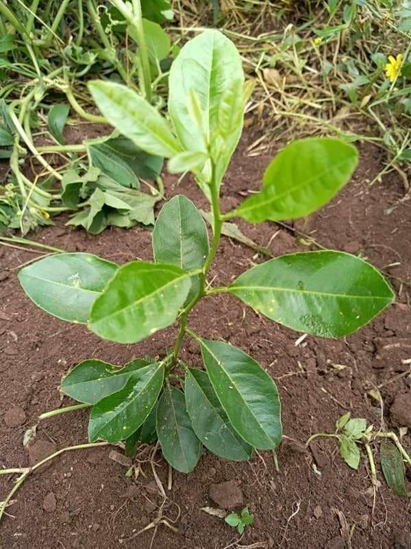 tree image