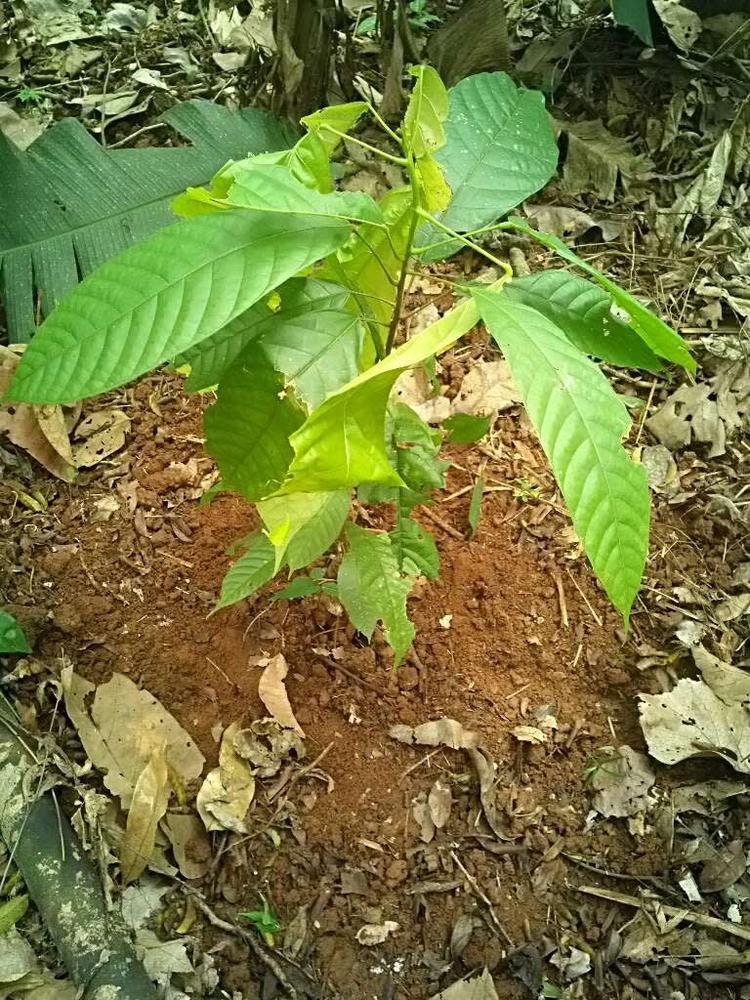 tree image