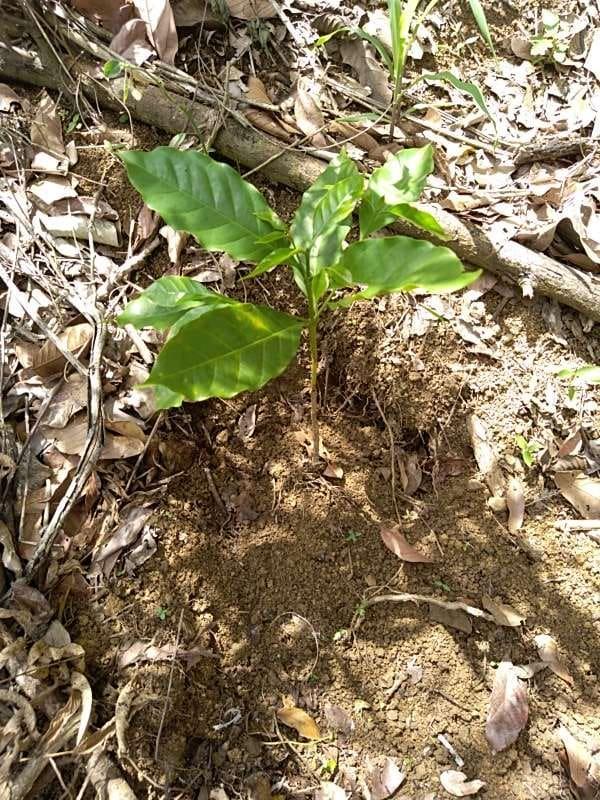 tree image