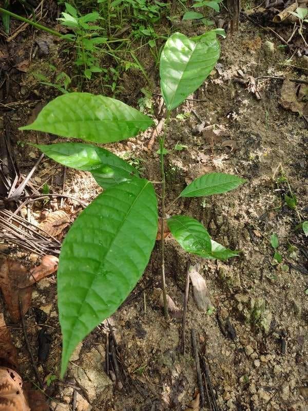 tree image