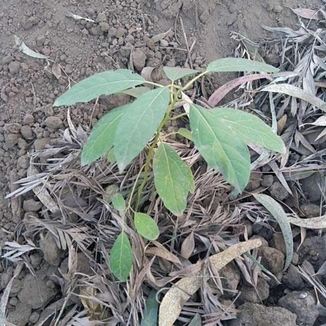 tree image