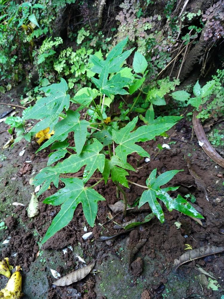 tree image