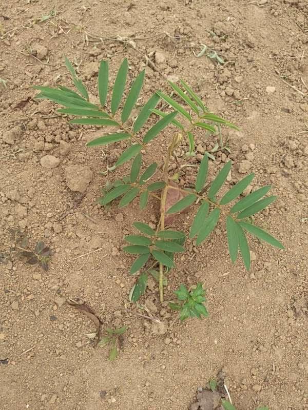 tree image