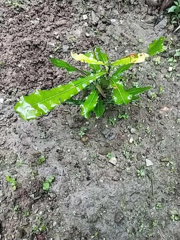 tree image