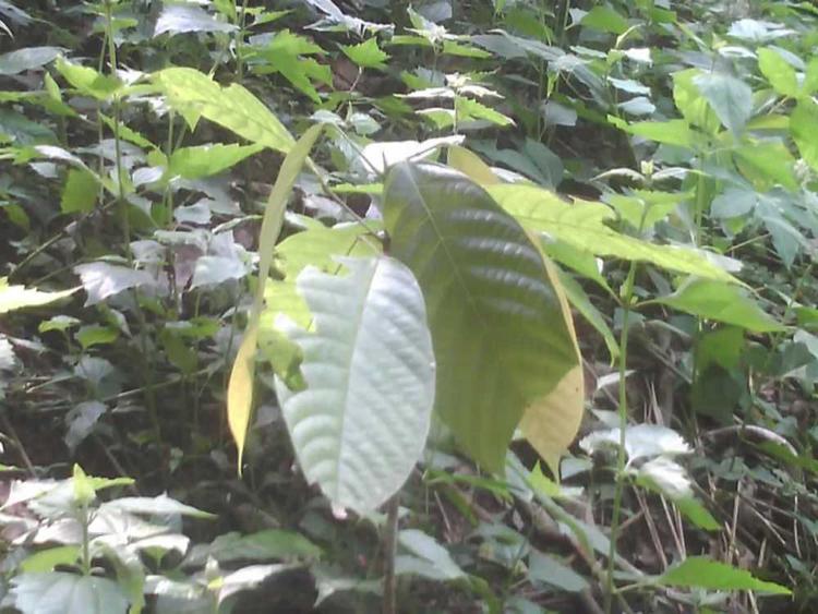 tree image