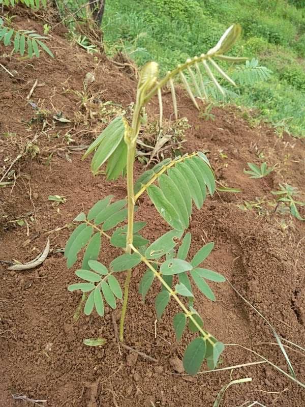 tree image