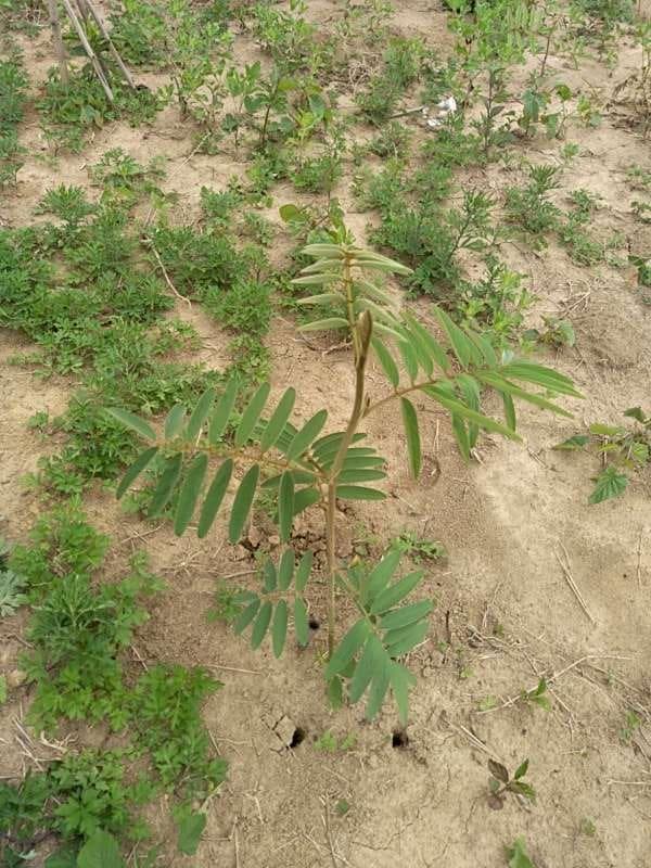 tree image