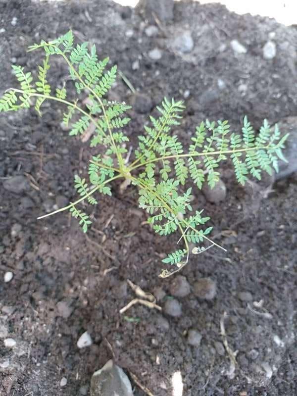 tree image