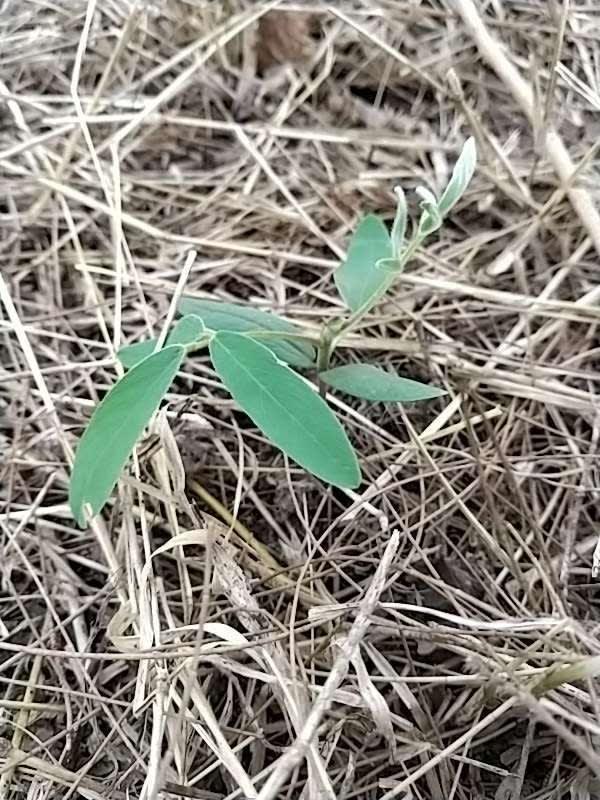 tree image
