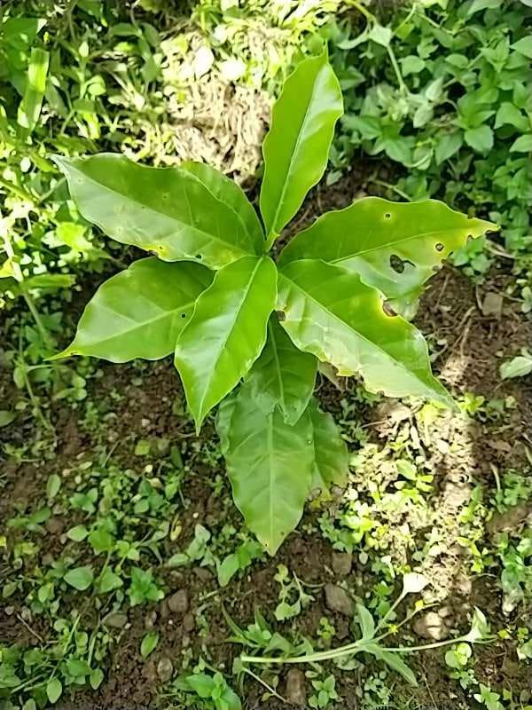 tree image