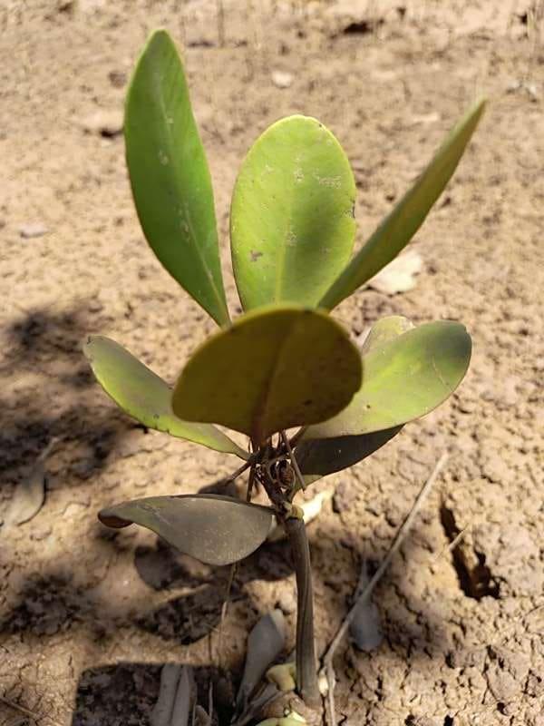 tree image