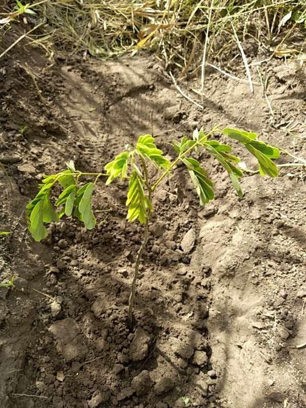 tree image