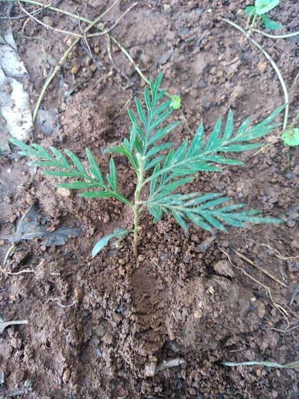 tree image