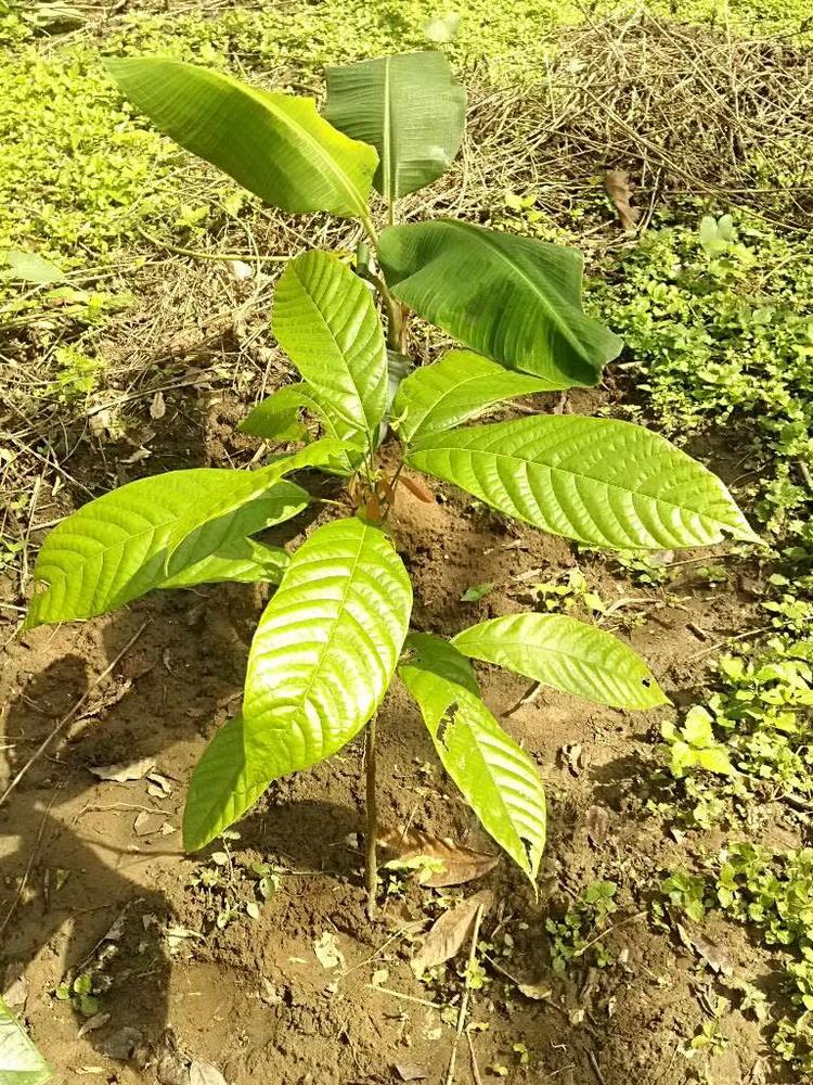 tree image