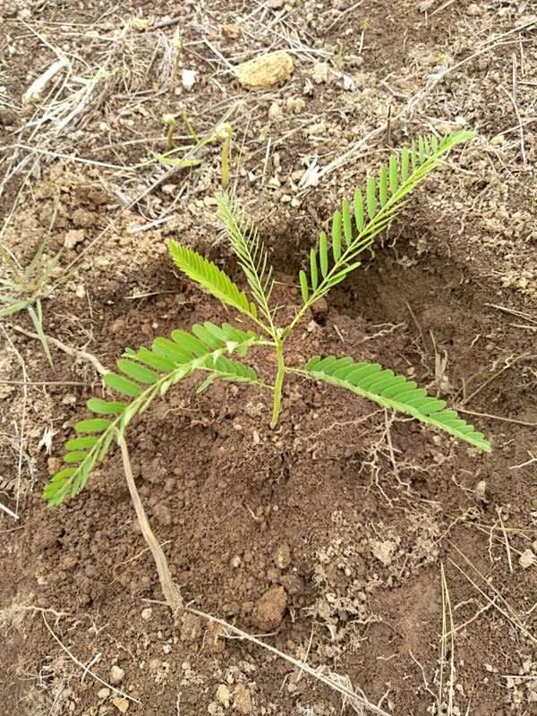 tree image