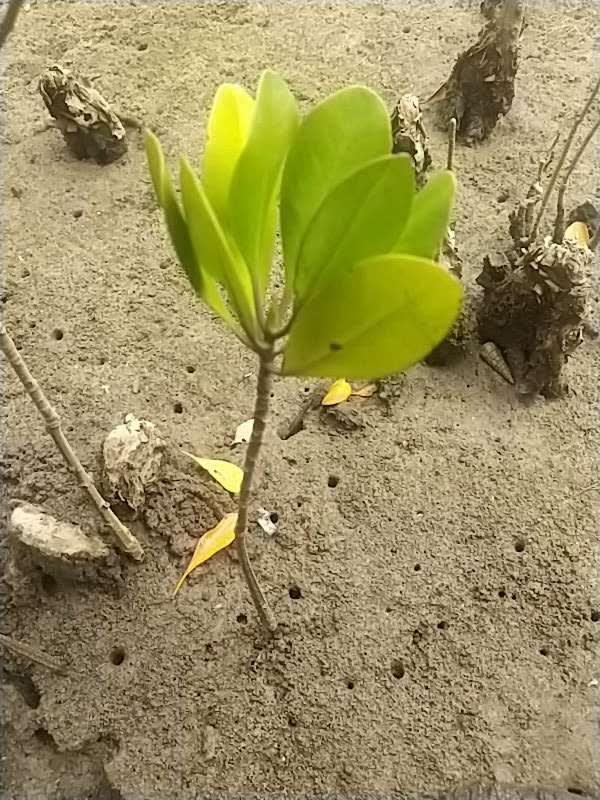 tree image