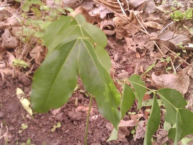 tree image