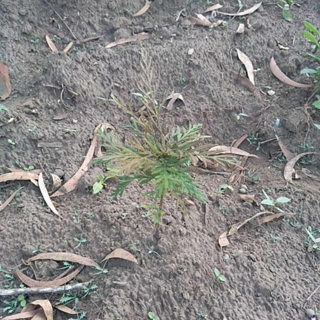 tree image