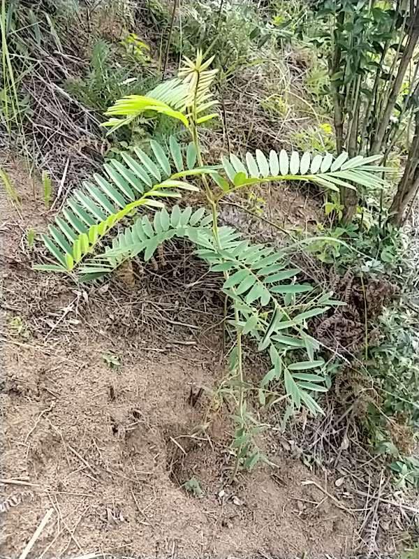 tree image