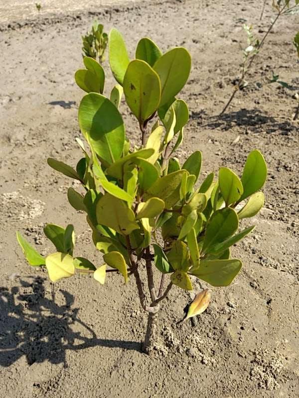 tree image