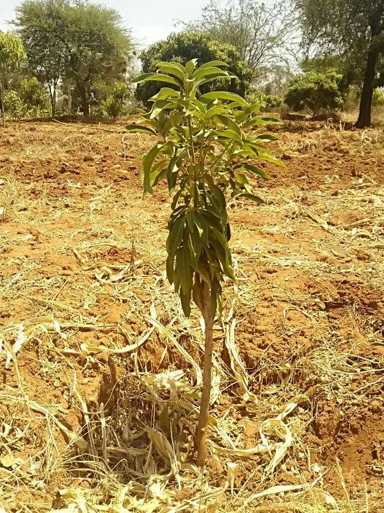 tree image