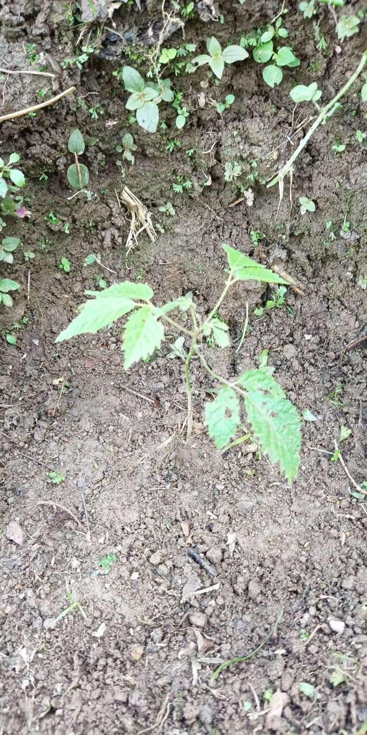 tree image