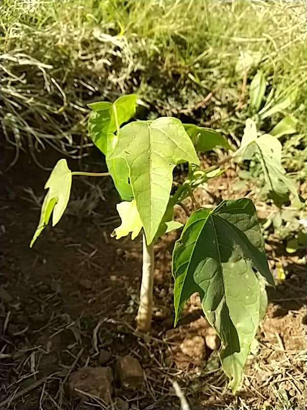 tree image
