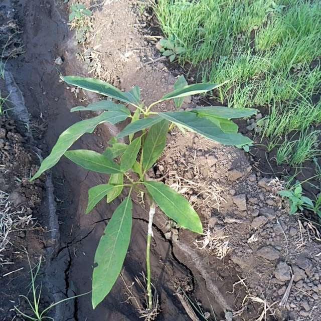 tree image