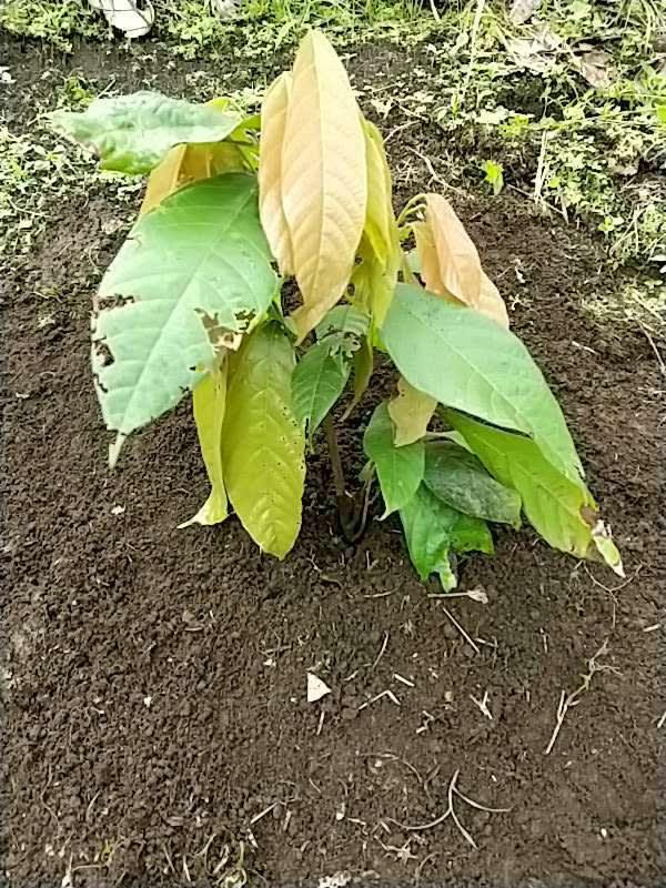 tree image