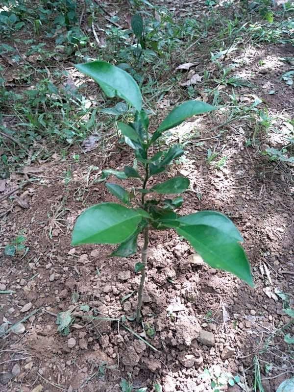 tree image