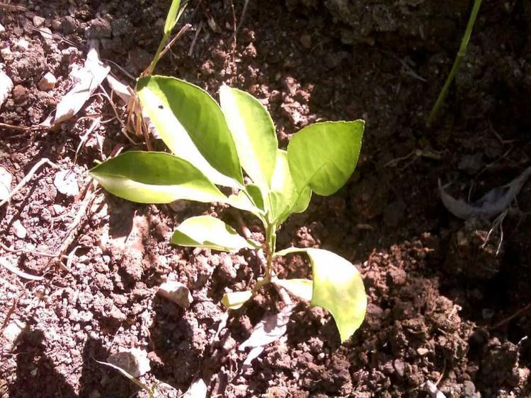 tree image