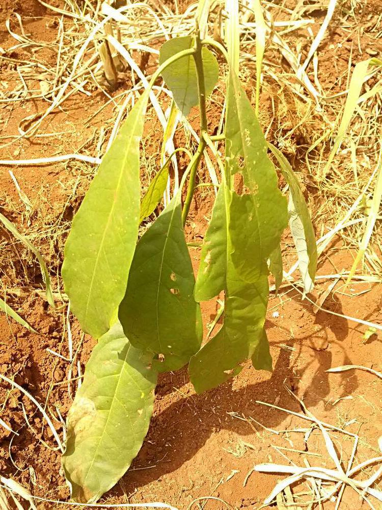 tree image