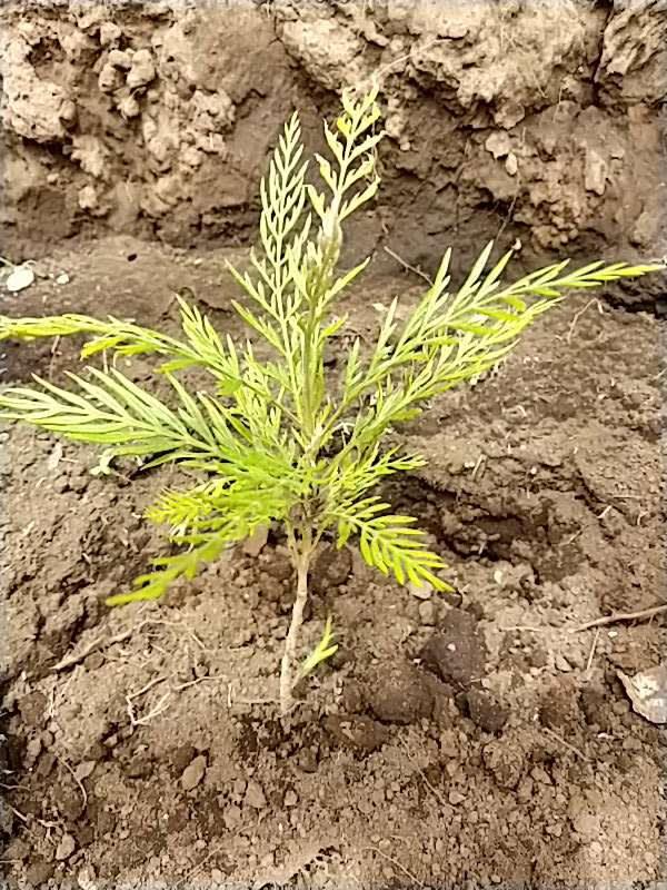 tree image