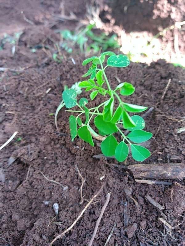 tree image