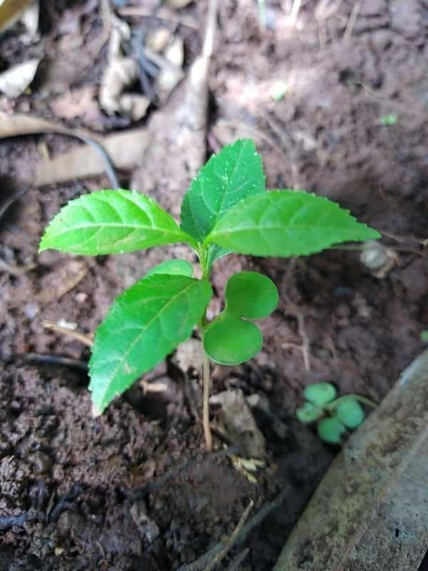tree image