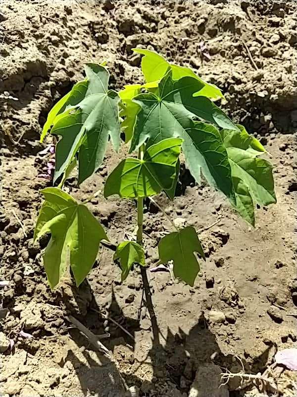 tree image