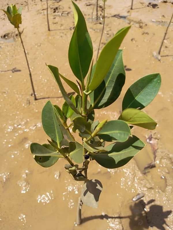 tree image