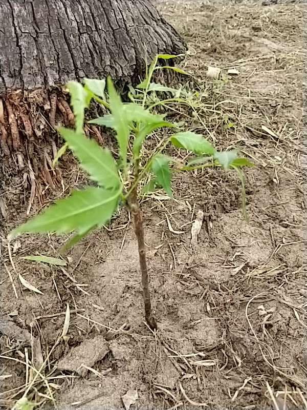 tree image