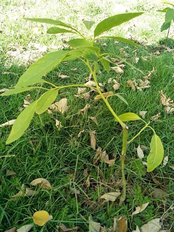 tree image